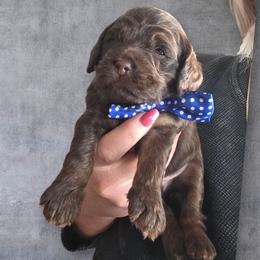 Flurry - Brown and tan male Cockapoo puppy in Delphos, Ohio from Route 66 Poodles & Doodles, Sapphire Shih-tzu's of Ohio