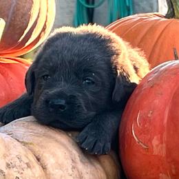 Oakley (Blue Collar) - Charcoal male Dilute Retriever puppy in Baldwin City, Kansas from Hedge Lane Labradors