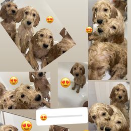 Bernedoodle and Goldendoodle Puppies from Lyon and Luna Goldendoodles Bernedoodles