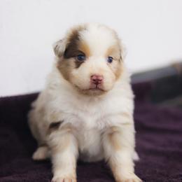 Huey - Red merle male Australian Shepherd puppy in Bagley, Iowa from Diamond M Aussies