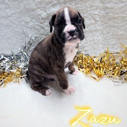 Zazu - Brindle male Boxer puppy in Mountain Home, Idaho from LJK Boxers & Toy Aussies