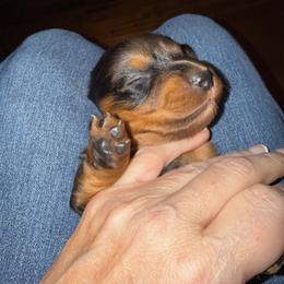 Loretta - Black and tan female Dachshund puppy in Fort Worth, Texas from Louis' Litters