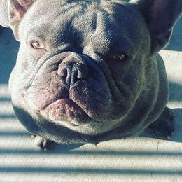 French Bulldogs from Dc Frenchies