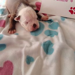 Female 4 - Red female Boston Terrier puppy in Headland, Alabama from Crystal Carlisle's Boston Terriers