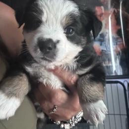 Diamond - Black tri female Miniature Australian Shepherd puppy in Town 'N' Country, Florida from House of Miniature Aussies