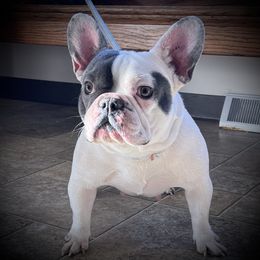 Santana - French Bulldog