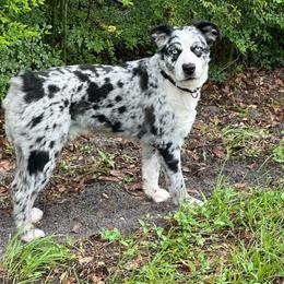 Barley - Blue merle male Miniature Australian Shepherd puppy in Daytona Beach, Florida from Underhill Aussies