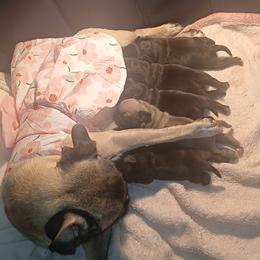 Pug puppies from Kratos Legacy