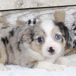 Cayenne - Blue merle Miniature Australian Shepherd puppy in Paris, Texas from Kuttin’ Up Mini Aussies