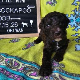 Obi-Wan Kenobi - Brown and white male Cockapoo puppy in Fort White, Florida from Jade