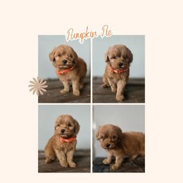 Pumpkin Pie - Red  male Goldendoodle puppy in Newdale, Idaho from Canyon Creek Puppies