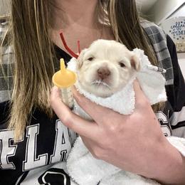 Miniature Schnauzer Puppies from Hardcastle Family Schnauzer’s