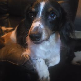 Pickles - Dachshund