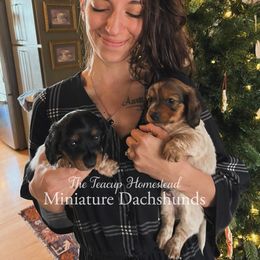 Dachshund Puppies from The Teacup Homestead Miniature Dachshunds