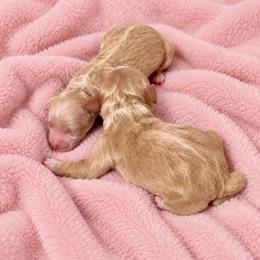 Second female - Apricot female Goldendoodle puppy in Sterling, Connecticut from Justine’s Retrievers and Doodles, LLC