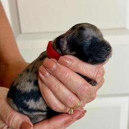 Kenzie (F2bb red girl) - Blue merle female Aussiedoodle puppy in Midlothian, Texas from Gray Doodles