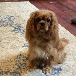 Raspberry - Cavalier King Charles Spaniel