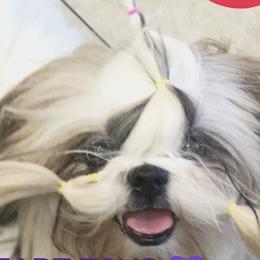 Shih Tzus from Pure Heart