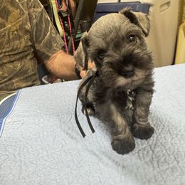 Rufus - Salt and pepper male Miniature Schnauzer puppy in Comanche, Texas from Circle R Sidney