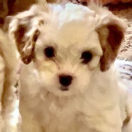 Cavapoo Puppies from Callaway's Cavaliers