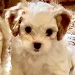 Cavapoo Puppies from Callaway's Cavaliers