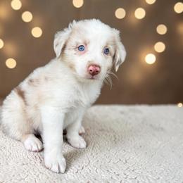 Beckham Leibowitz - Red merle male Australian Shepherd puppy in Statesville, North Carolina from Charming Australian Shepherds