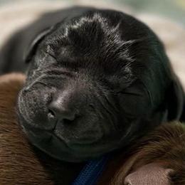 Black Male - No 1 - Black male Labrador Retriever puppy in Malabar, Florida from Mythic Labradors, LLC