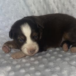 Boy 1 - Miniature Australian Shepherd puppy in Paris, Texas from Kuttin’ Up Mini Aussies