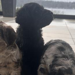 Labradoodles from Eastside Labradoodles