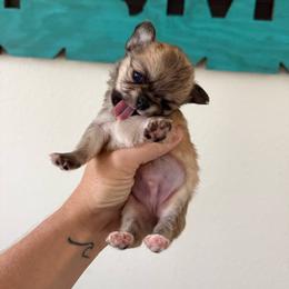 Fox - Fawn male Chihuahua puppy in Spring Hill, Florida from Stardom Chihuahuas & CKCS