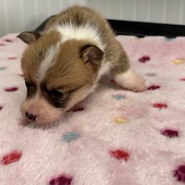 Daisey - Fawn female Pembroke Welsh Corgi puppy in Jenkinsburg, Georgia from Red Elephant Farms