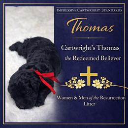 Cartwright's Thomas the Redeemed Believer - Black male Poodle puppy in Albany, Kentucky from Impressive Cartwright Standards
