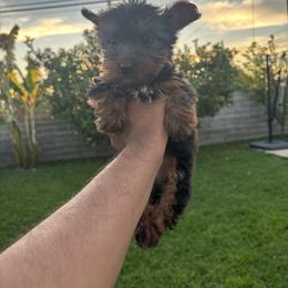Male 1 - Blue and gold male Yorkshire Terrier puppy in Pomona, California from Carbajal Yorkshire Terriers