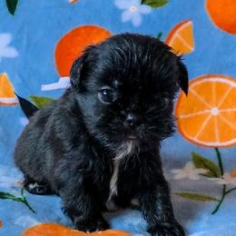 Sprinkles - Lavender Collar - Sable female Shih Tzu puppy in Troy, Ohio from Ever After Tails