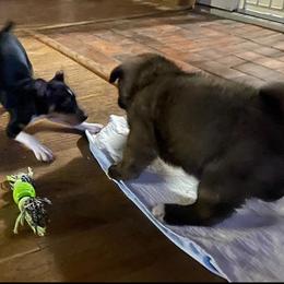 Akita Puppies from Majestic Valley Farms