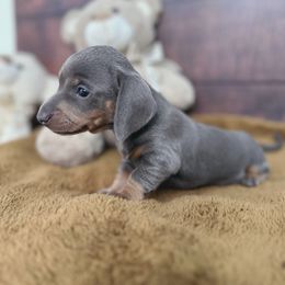 Dachshund Puppies from Harrison Farm