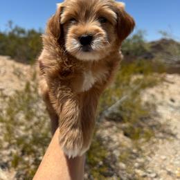 Oats - Apricot male Goldendoodle puppy in Goodyear, Arizona from GAMMIE’S DOODLES