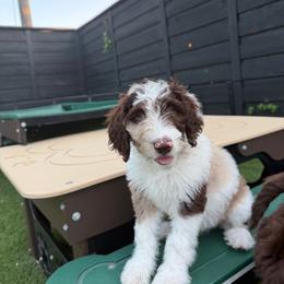 Enoki - Hot Pink Collar - Merle female Goldendoodle puppy in Garland, Texas from Twilight Doodles