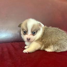 Sable bluie boy - Sable male Pembroke Welsh Corgi puppy in Clinton, Tennessee from High Hopes Farm