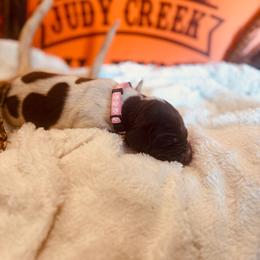 Light Pink - Liver roan female German Shorthaired Pointer puppy in Ozark, Alabama from Judy Creek GSP's