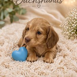 Egbert - Cream male Dachshund puppy in Statesville, North Carolina from Lakeside Dachshunds
