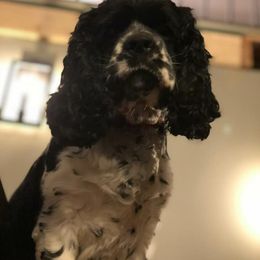 Cocker Spaniel All Grown Up from Livengood Cockers