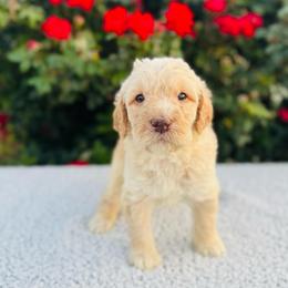 Tiger Lily (Tiger) - Cream male Labradoodle puppy in Elizabeth City, North Carolina from Howdy Doodles