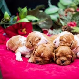 Cavalier King Charles Spaniel and Dalmatian Puppies from Cadence Hall