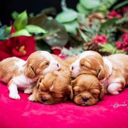 Cavalier King Charles Spaniel and Dalmatian Puppies from Cadence Hall