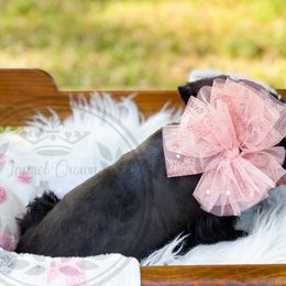 Miniature Schnauzer Puppies from Laurel Crown Schnauzers