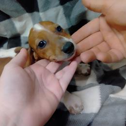 Dachshund Puppies from Small Paws Kennel