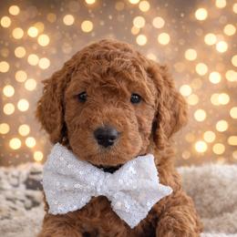 Miss White - Red  female Goldendoodle puppy in Greenwood, Louisiana from GoldenFido