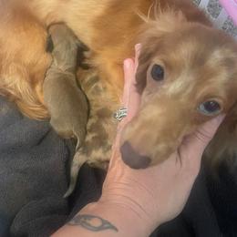 Dachshunds from The Dachshund Ranch