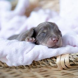 Risotto - Chocolate and tan male Dachshund puppy in Fort Myers, Florida from Blossom Paws